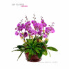 Orchids-10 Phalaenopsis-OR208-JP Flower Shop Orchids-10 Phalaenopsis-OR208-JP Flower Shop