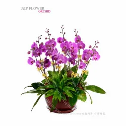 蘭花-10枝蝴蝶蘭-OR208-JP花店