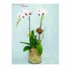蝴蝶蘭-OR213