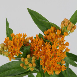 龍船花 龍船花