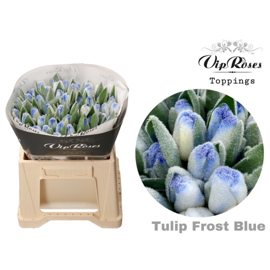Tulip - dyed frost blue